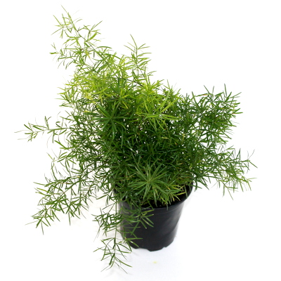 4" Fern Asparagus Sprengerii